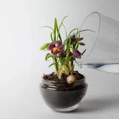 New Design House Stockholm Invernadero Grow, Medium ø11 cm Transparente