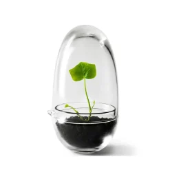 Design House Stockholm Invernadero Grow, Pequeño ø8 cm Transparente