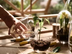 Design House Stockholm Invernadero Grow, Pequeño ø8 cm Transparente