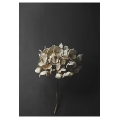 Discount Paper Collective Lámina Still Life 04 Hydrangea, 30x40 cm Color doradoNegro