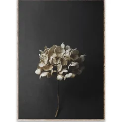 Paper Collective Lámina Still Life 04 Hydrangea, 50x70 cm Negro