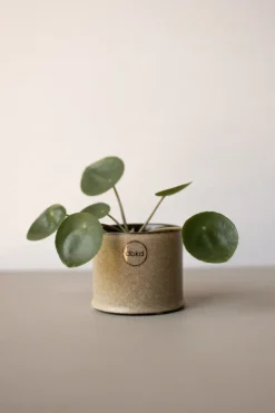 Clearance DBKD Maceta Astillbe pequeña Ø7 cm, Beige