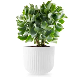 Online Eva Solo Maceta Eva Trio Legio Nova , Grande ø15.5 cm Blanco