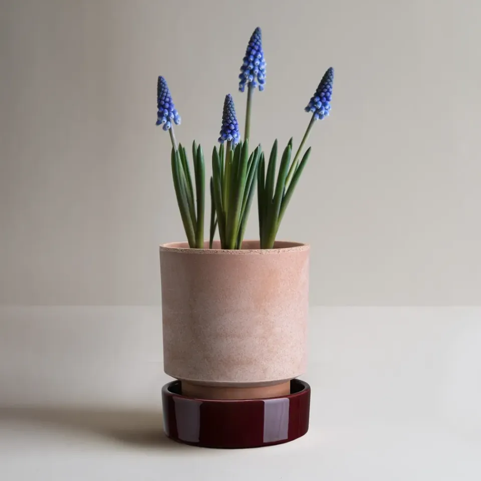 Bergs Potter Maceta Hoff, Ø16 cm, Raw Rosa-Deep Burgundy RosaPúrpura