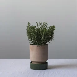 Bergs Potter Maceta Hoff, Ø16 cm, Raw Rosa-Emerald Green RosaVerde