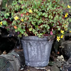 Best Bergs Potter Maceta Københavner Ø16 cm, Gris