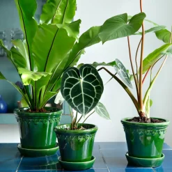 Online Bergs Potter Maceta Københavner esmaltada Ø18 cm, Verde