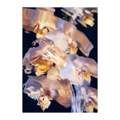 Sale Paper Collective Póster Flora Aquatica 01, 30x40 cm Multi