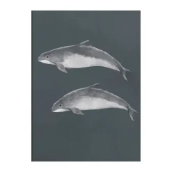 Outlet Kunskapstavlan® Póster Östersjötumlare, 50x70 cm Multi