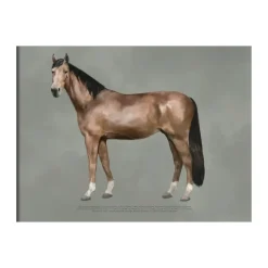 Kunskapstavlan® Póster The anatomy of the horse, 50x70 cm Multi