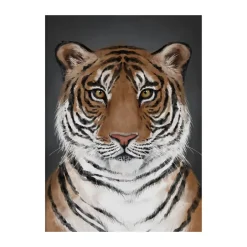 Discount Kunskapstavlan® Póster Tiger, 50x70 cm Multi